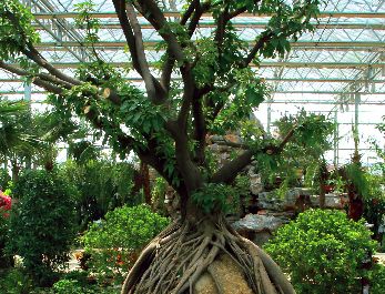 ����������ũ�ղ���԰��